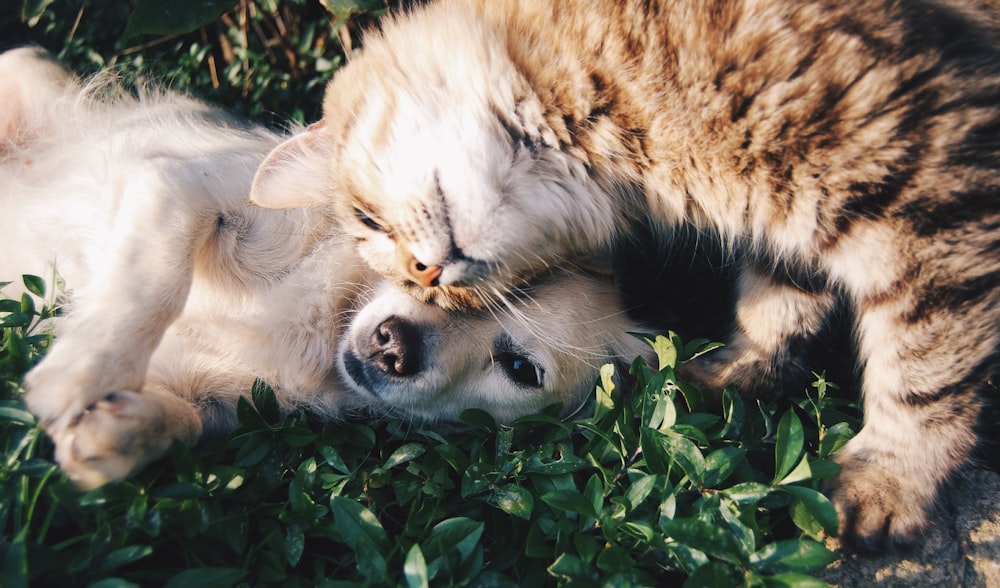 Happy dog and cat